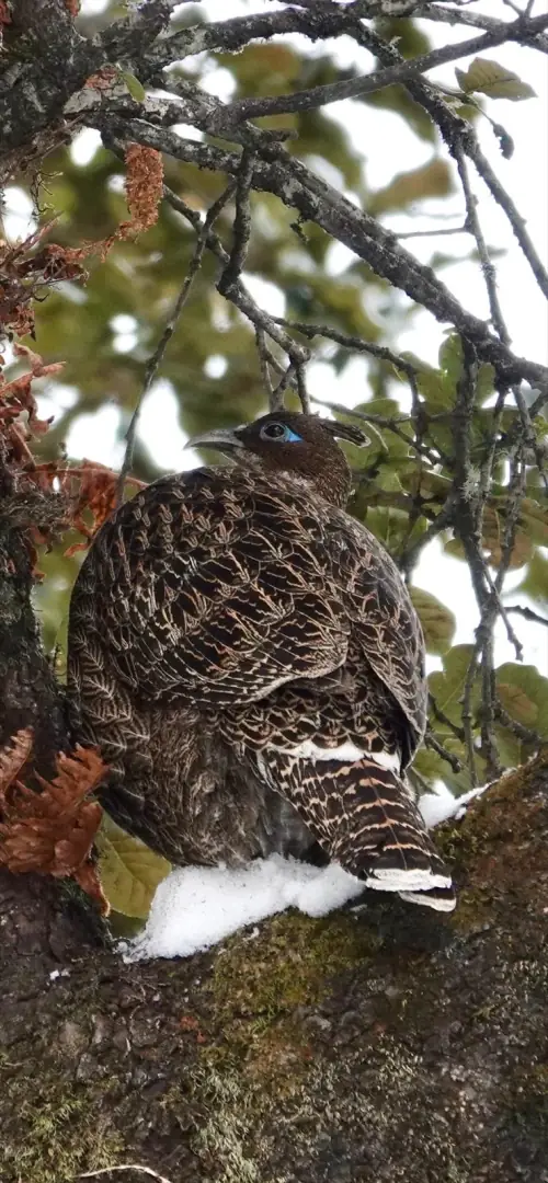 A Himalayan bird sitting on a snowy branch