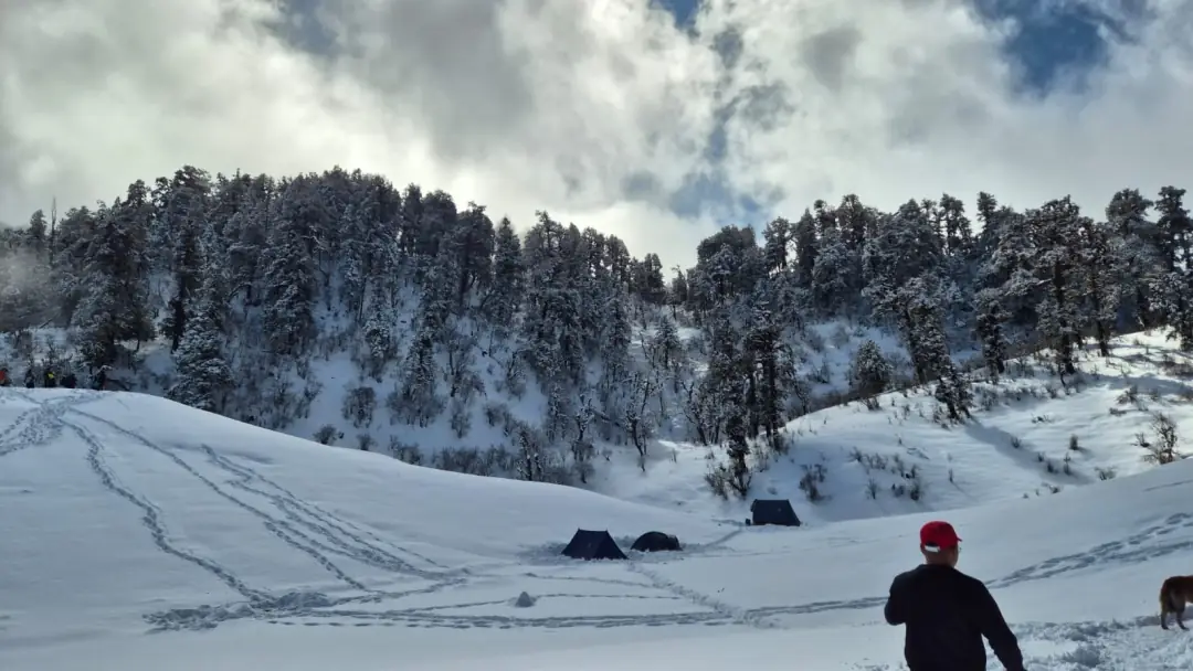 Snowy forest around the camp