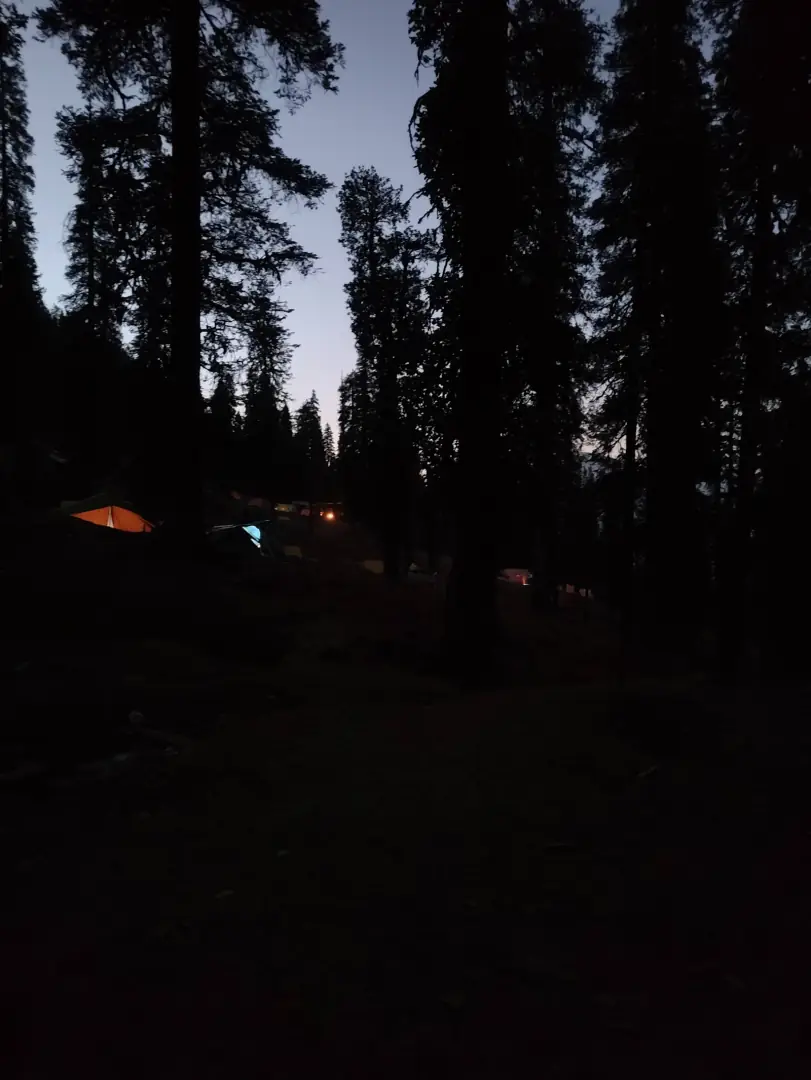 The forest after dark