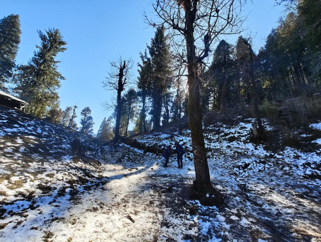 Snow arriving in the forest