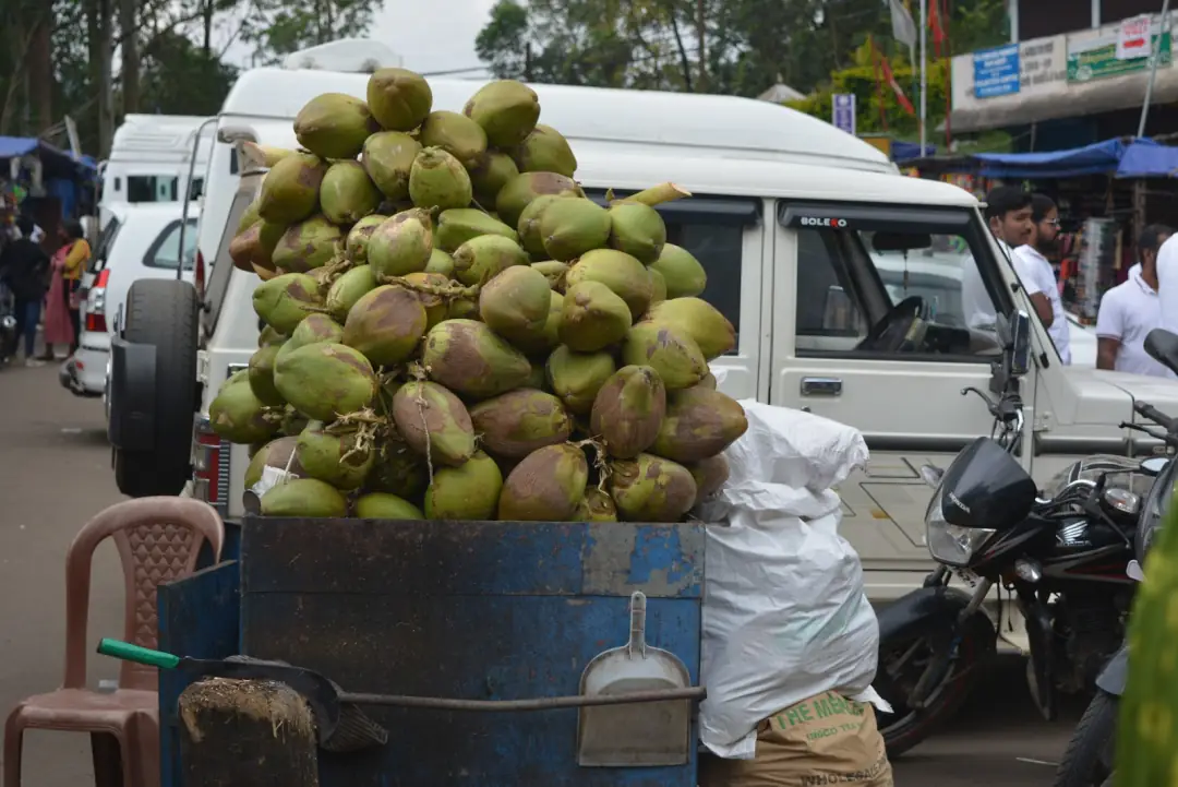 Coconuts, by the truckload