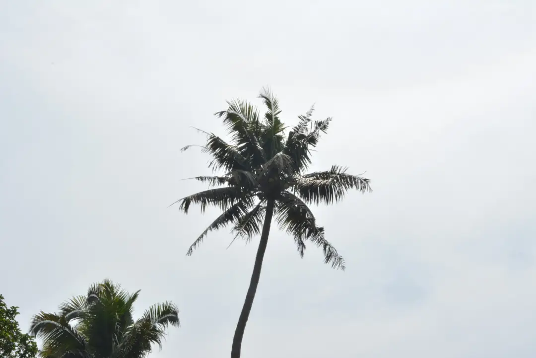 One palm, doing its best