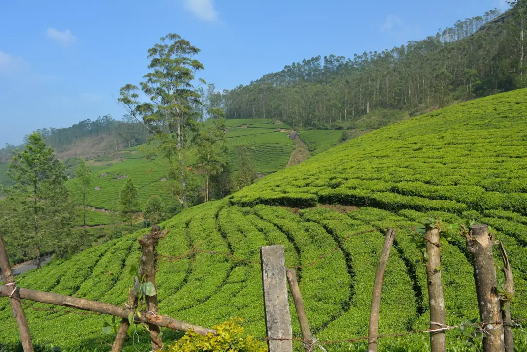 Tea, up close