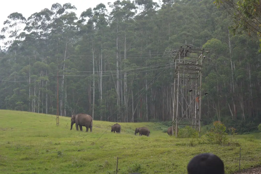 A herd, from the road